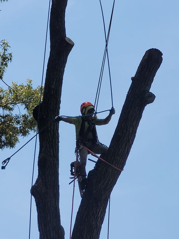 Hazardous Tree Removal