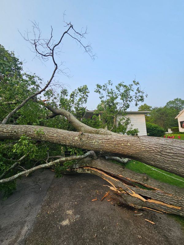 Tree Removal gallery