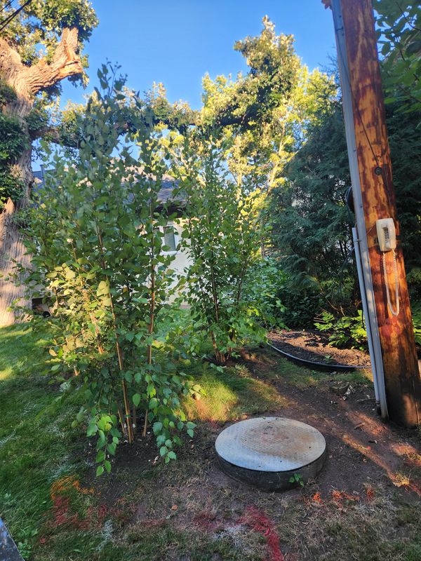 Landscaping 