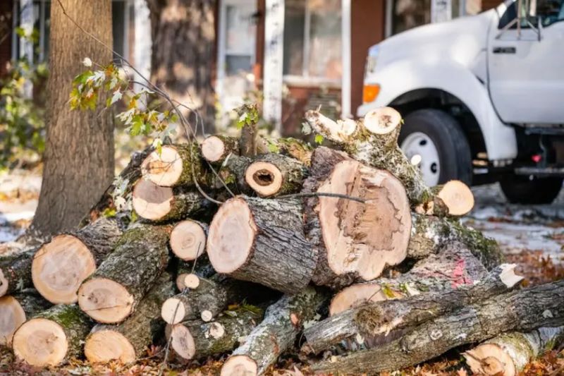 Tree Removal