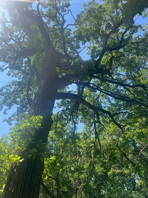 Tree Removal
