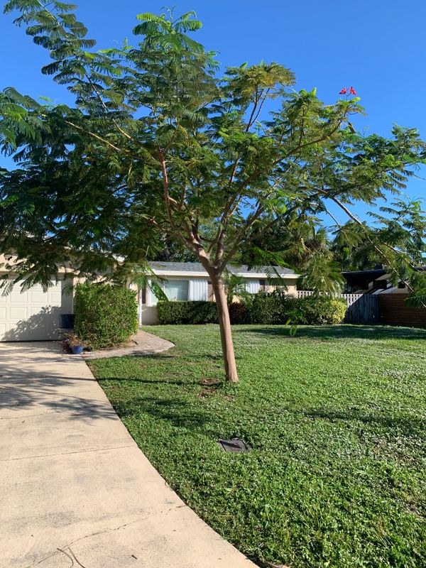Tree Trimming