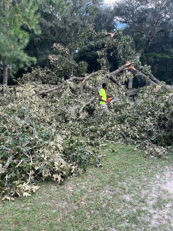 Tree company
