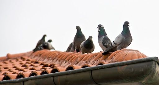 Pigeon Control