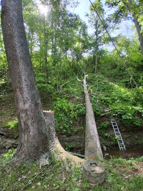Tree Removal
