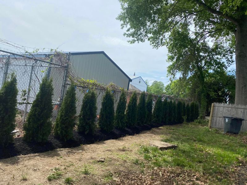 Arborvitae Privacy Fencing