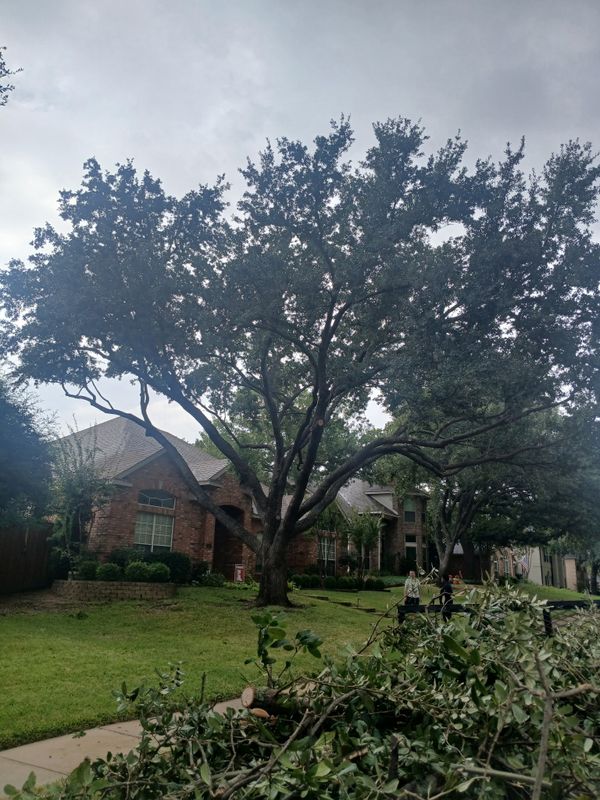 Tree Trimming