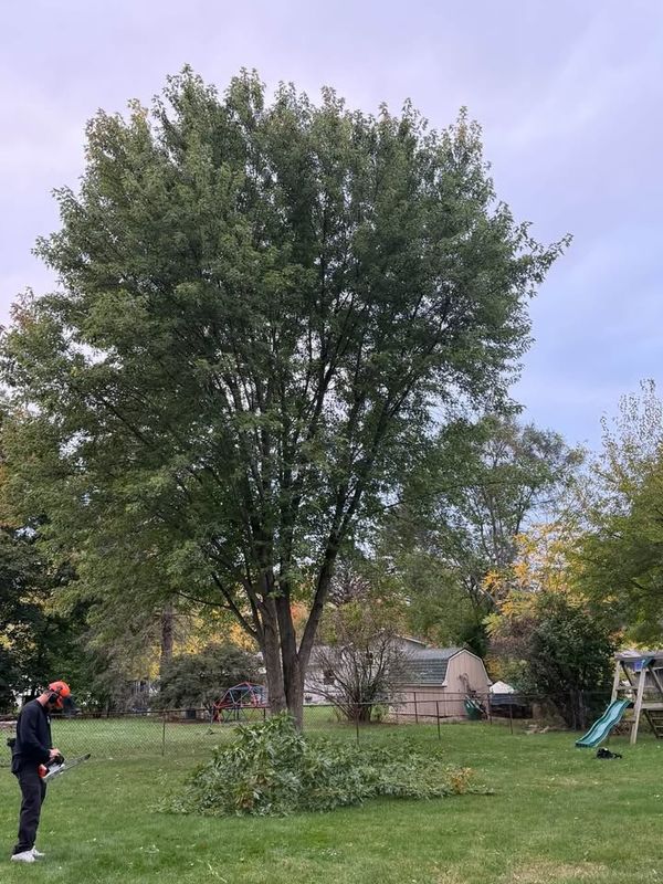 Tree Trimming