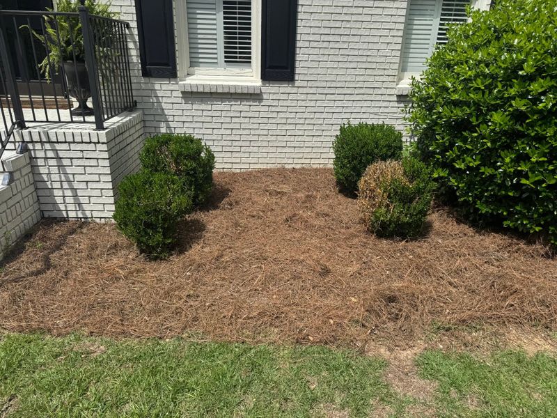 Tree and Shrub Care