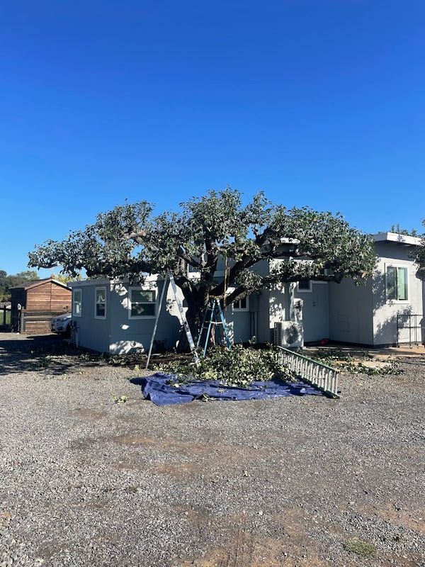 Tree Health and Maintenance