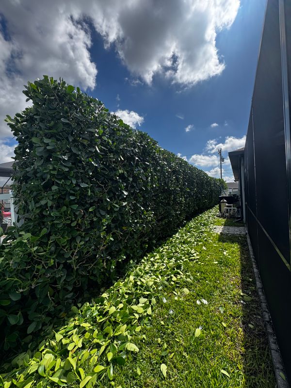 Landscape Design and Construction