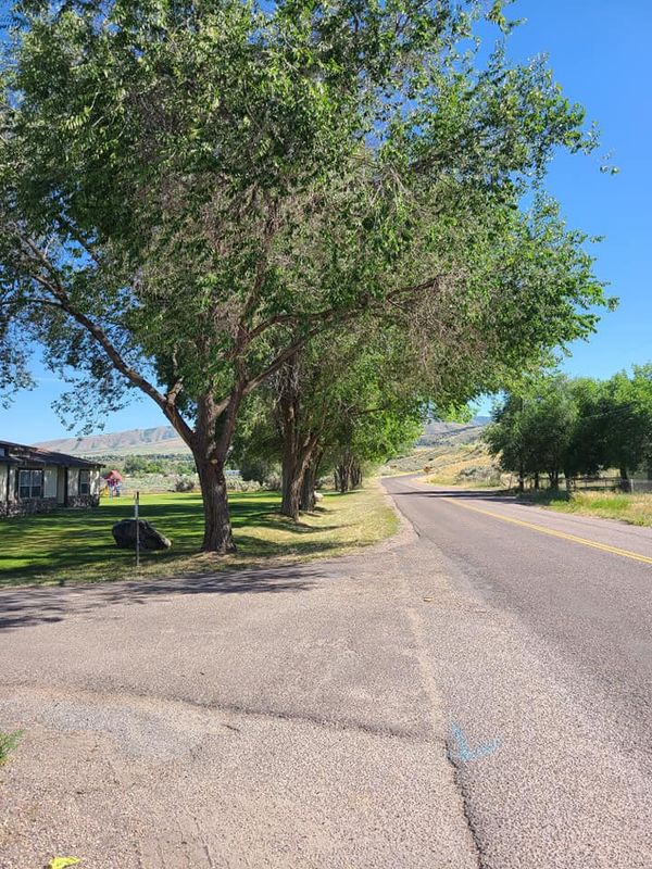 Tree Removal gallery