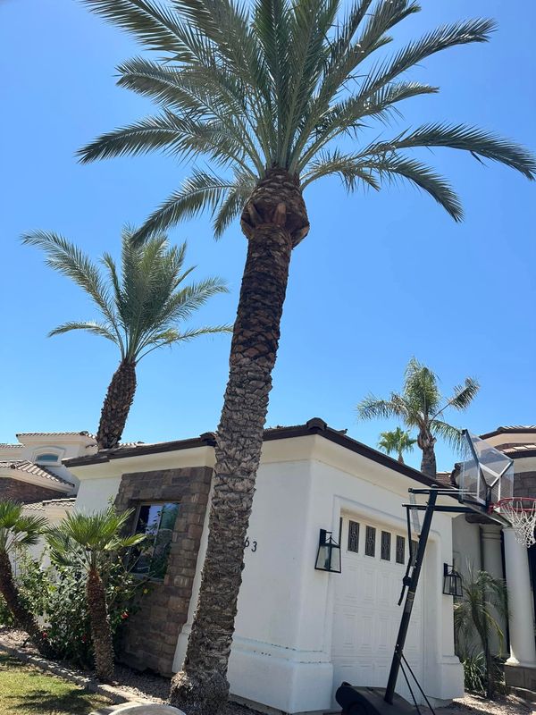 Tree Trimming