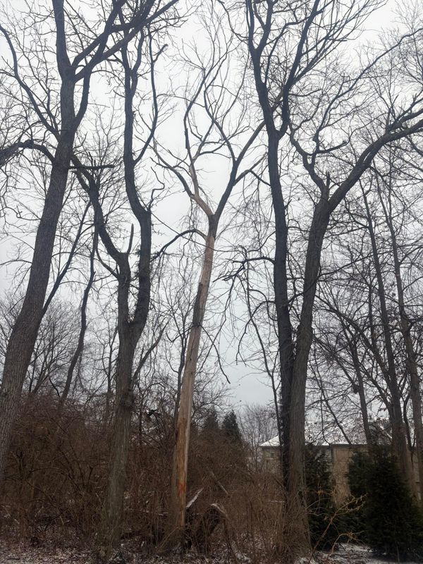 Tree Removal