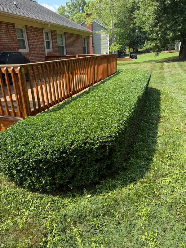Tree and Shrub Care