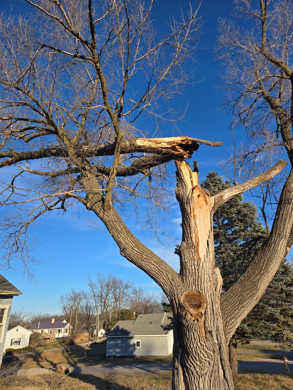 Tree Trimming