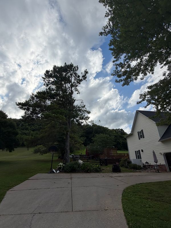 Tree Removal