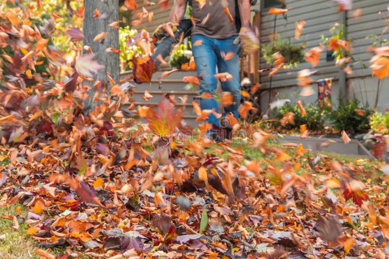 Leaf Clean Up
