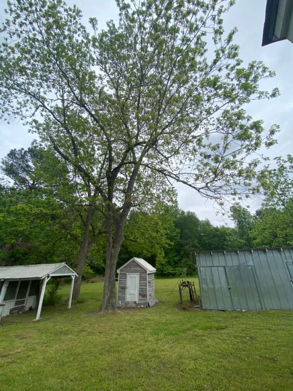 Tree Removal gallery