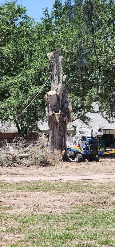 Tree Removal