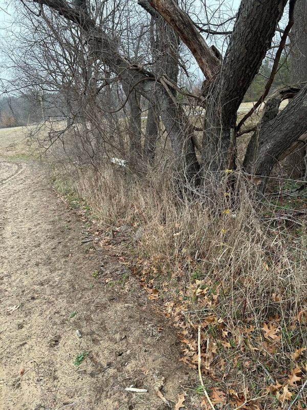 Brush Removal/Hogging