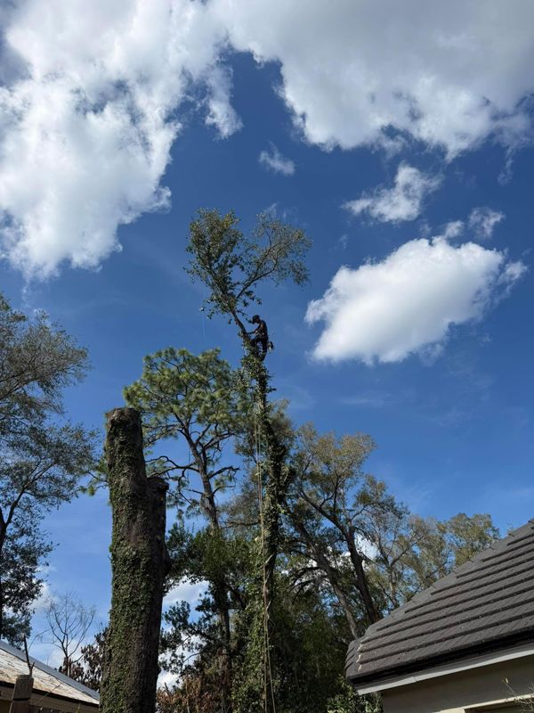 Tree Pruning