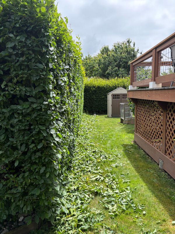 Hedge Trimming