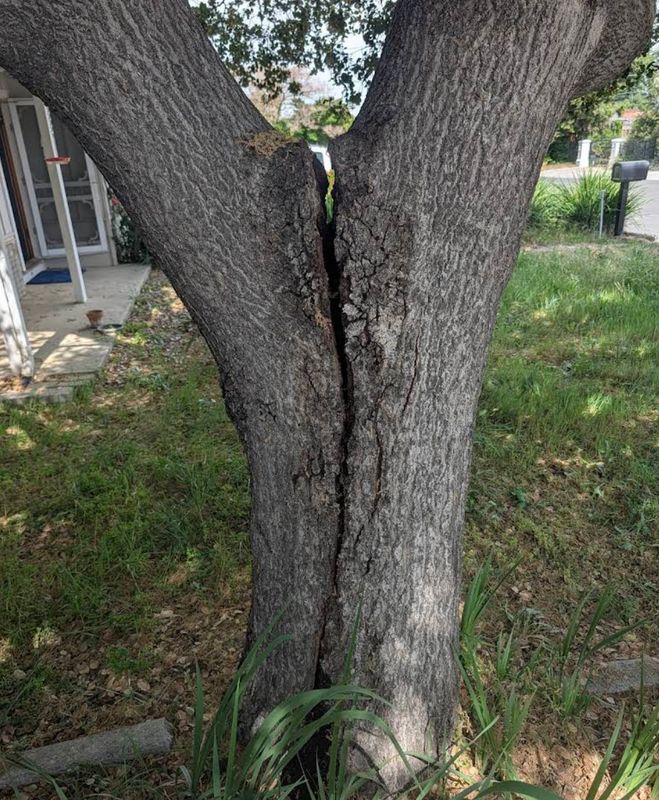 Tree Services