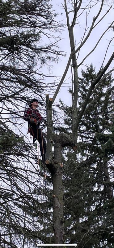 Tree Trimming