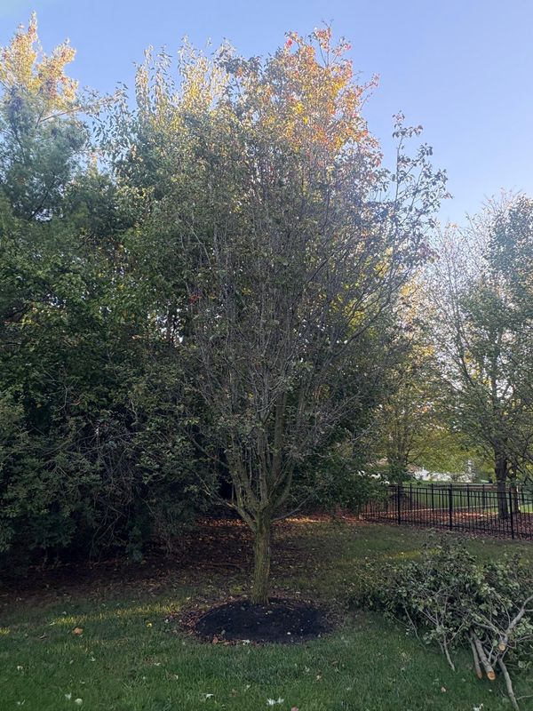 Fall Clean Up