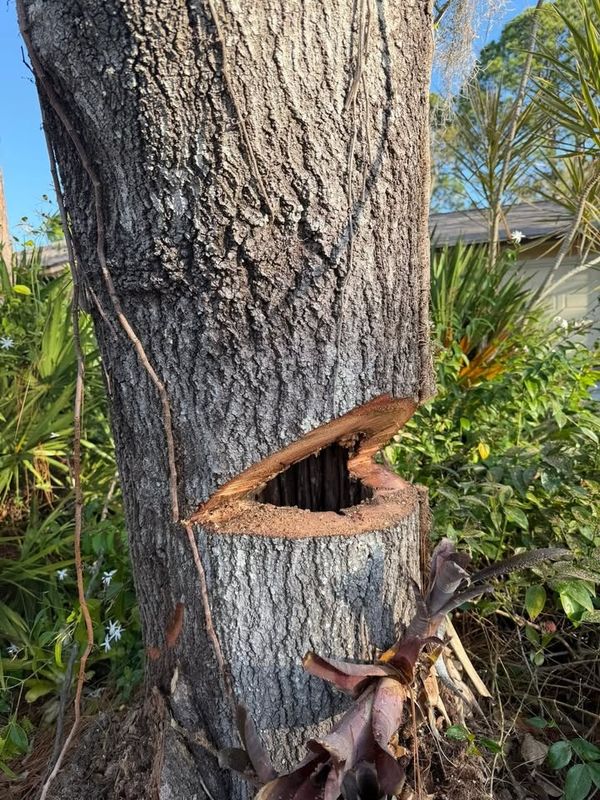 Tree Removal