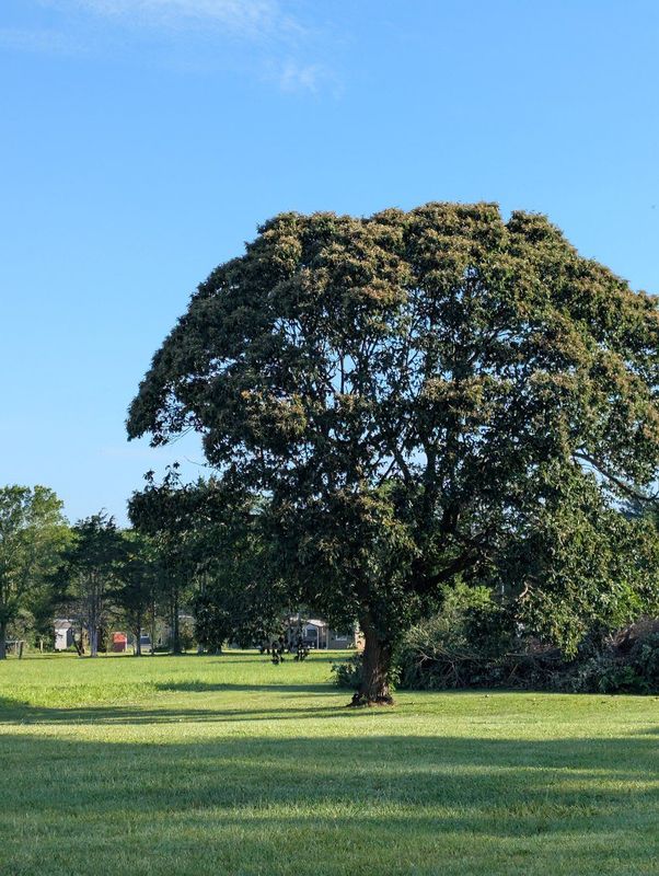Tree & Shrub Care