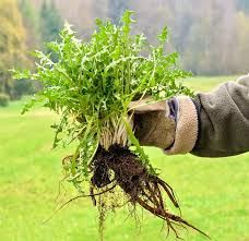 Weed Control