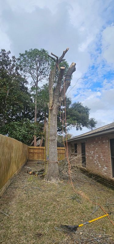 Tree Trimming