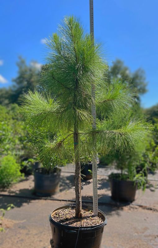 Container Trees