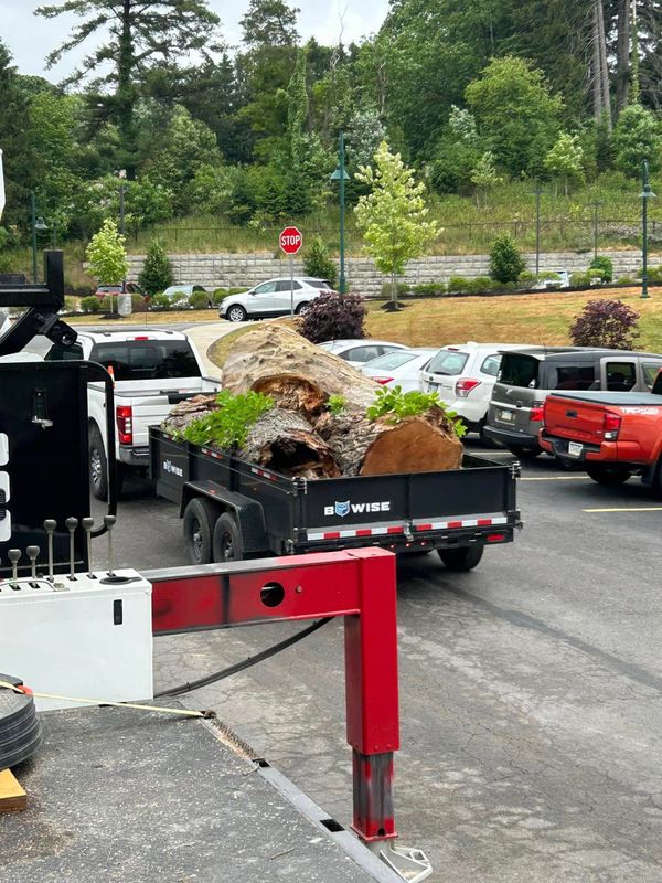 Tree Removal gallery