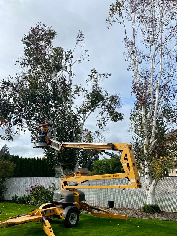Tree Removals