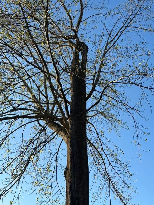 Tree Services