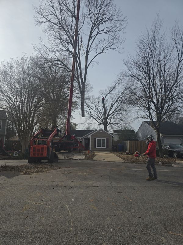 Tree Removal