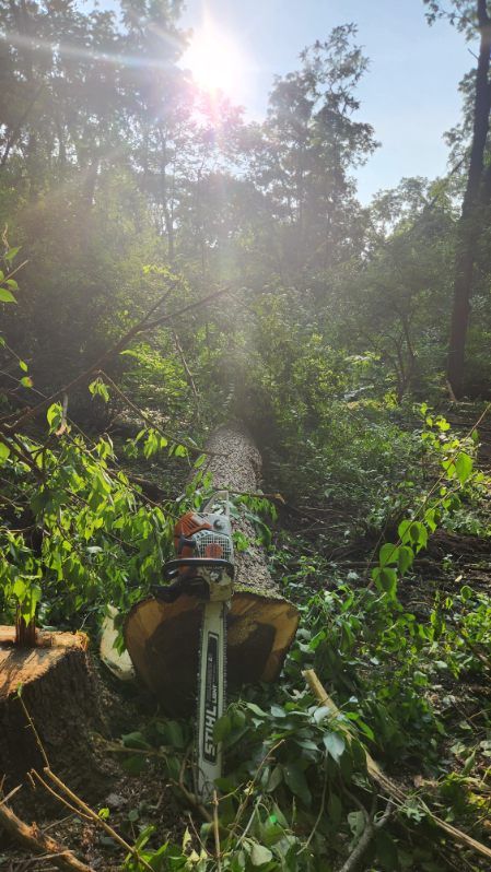 Tree Trimming