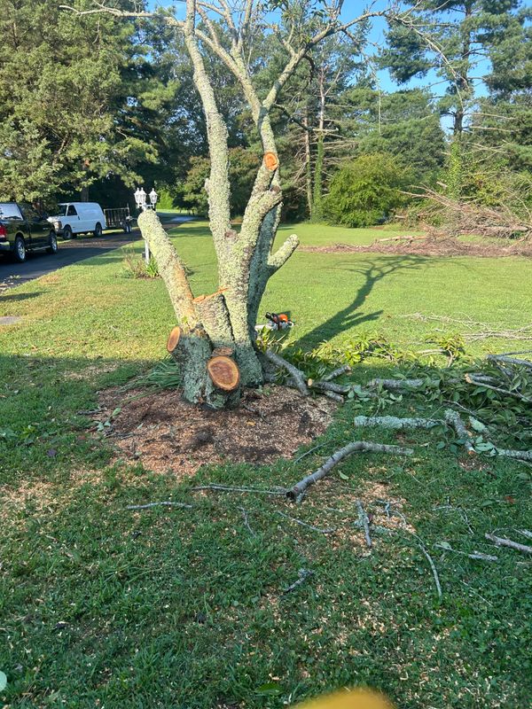 Tree Removal & Limbing 