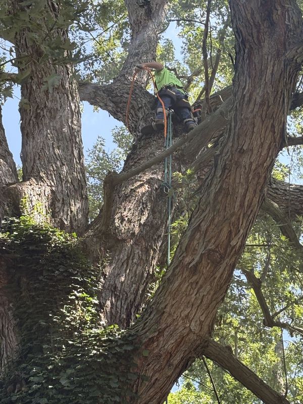 Tree Trimming