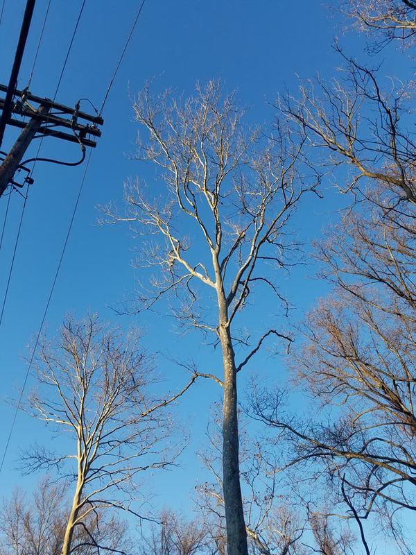 Tree Removal