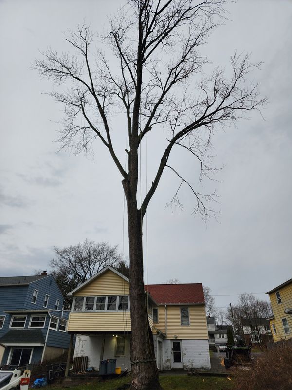 Tree Removal