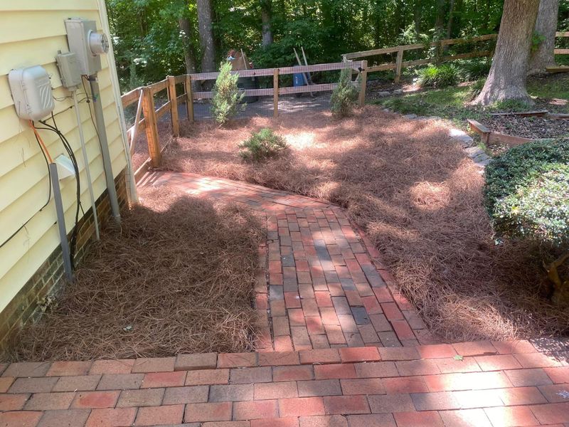 Pine straw 