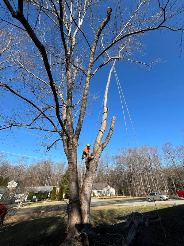 Tree Trimming