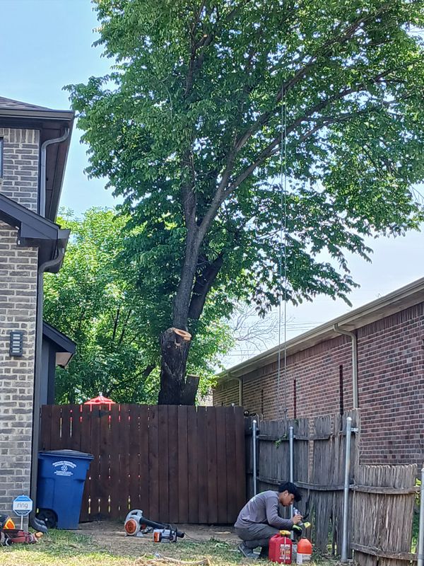 Tree Trimming