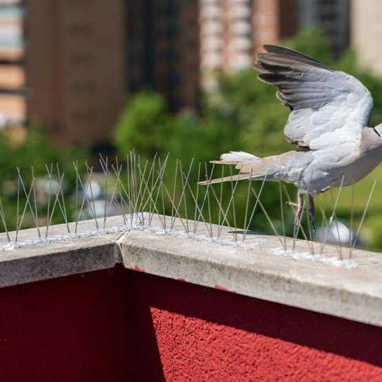 Pigeon Control