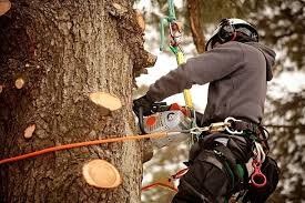 Tree and Shrub Care