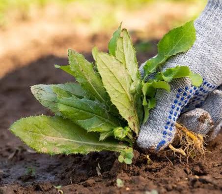 Weed Control